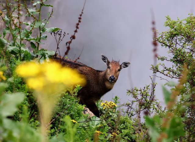 A female Himalayan goral is pictured in Lhozhag County, Shannan City, southwest China's Xizang Autonomous Region, July 23, 2024. A growing number of Himalayan monals and Himalayan gorals have been found foraging in the county. Thanks to steady efforts of the authorities, locals are also building a keener awareness for ecological protection. (Photo by Xinhua News Agency/Rex Features/Shutterstock)