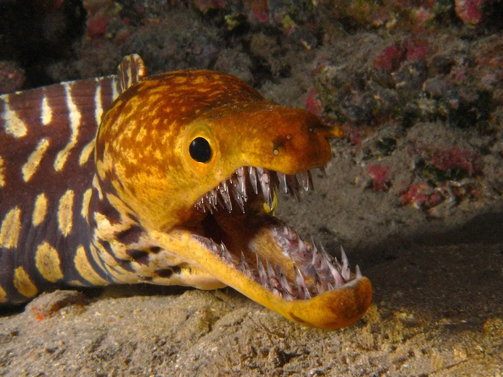 Fangtooth Moray