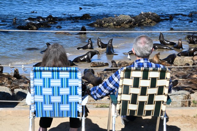 A couple sit and enjoy as hundreds of sea lions invaded San Carlos beach in Monterey, California, United States on August 20, 2024. (Photo by Tayfun Coskun/Anadolu via Getty Images)