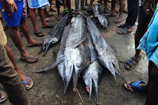 Indian men stand around sword fish for sale at a harbour a harbour in Chennai on June 5, 2016, as fishermen return with their catch after a 45-day fishing ban on the east coast of India. Authorities in the southern Indian state of Tamil Nadu had imposed a 45-day ban on fishing by mechanised vessels to protect marine life, with only “country boats” operating within five nautical miles off the coast. (Photo by Arun Sankar/AFP Photo)