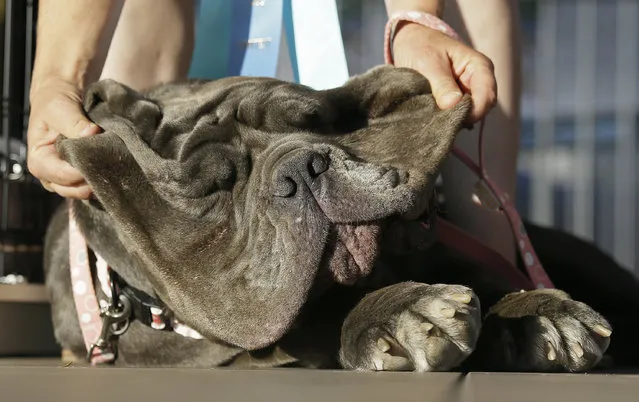 Shirley Zindler, of Sebastopol, Calif, lifts up the jowls of Martha, a Neapolitan mastiff, during the World's Ugliest Dog Contest at the Sonoma-Marin Fair on Friday, June 23, 2017, in Petaluma, Calif. Martha was the winner of the even. (Photo by Eric Risberg/AP Photo)