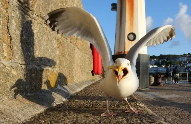 A seagull eats takeaway food left on the harbourside at St Ives, July 28, 2015 in Cornwall, England. (Photo by Matt Cardy/Getty Images)