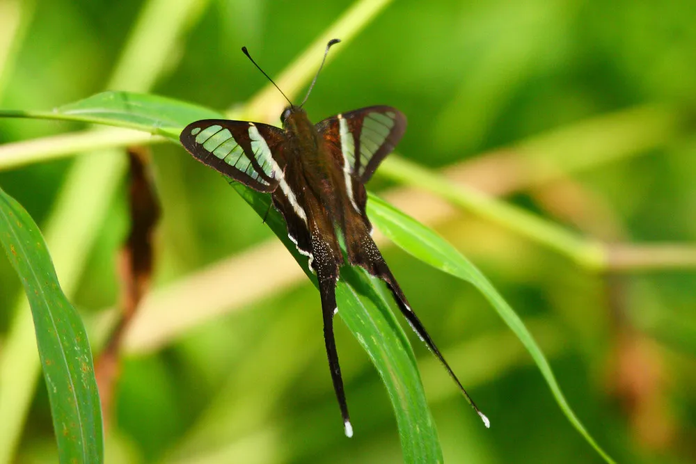 The White Dragontail (Lamproptera curius)