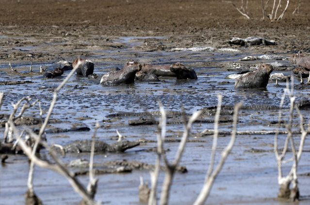 Alligators and capybaras are pictured stuck in the mud of the dry Pilcomayo river, which is facing its worst drought in almost two decades, in Boqueron, on the border between Paraguay and Argentina July 3, 2016. (Photo by Jorge Adorno/Reuters)