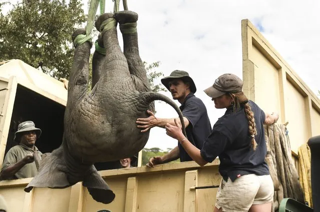 An elephant is hoisted into a transport vehicle at the Liwonde National Park southern Malawi, Sunday, July 10 2022. One by one, 250 elephants are being moved from Malawi's overcrowded Liwonde National Park to the much larger Kasungu park 380 kilometers (236 miles) away in the country's north. (Photo by Thoko Chikondi/AP Photo)