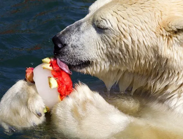 A polar bear eats a treat of frozen fruits, fish and gruel in his pool at  the Zoo in Hanover, Germany on July 25, 2012. (Photo by Joerg Sarbach/Dapd)
