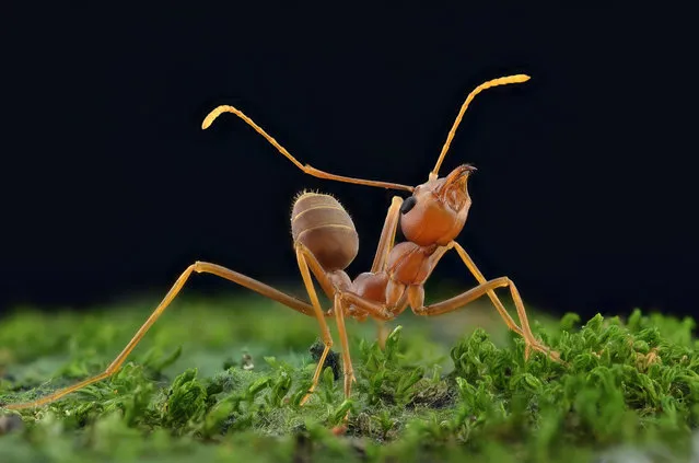 A close-up shot of a red ant on August 2014, in Banten, Indonesia.  Wildlife photographer takes incredible close-up images of tiny bugs. Yudy Sauw has captured close-up images of creepy crawlies – revealing their disturbing faces. The insects have an assortment bulging eyes and sharp pincers and look grotesque in the face-to-face shots. The miniature-models include a soldier fly, a red ant and a longhorn beetle. (Photo by Yudy Sauw/Barcroft Media)