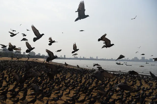 Birds gather on the Chowpatty beach during the first day of a 21-day government-imposed nationwide lockdown as a preventive measure against the COVID-19 coronavirus in Mumbai on March 25, 2020. India's billion-plus population went into a three-week lockdown on March 25, with a third of the world now under orders to stay indoors, as the coronavirus pandemic forced Japan to postpone the Olympics until next year. (Photo by Punit Paranjpe/AFP Photo)