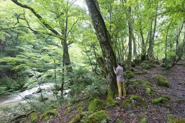 A photo made available on 22 June 2016 shows a tourist as he hugs a tree during a tree therapy workshop in Chizu city, Tottori prefecture, Japan, 21 June 2016. Participants in the workshop get to experience the healing qualities of being in a forest environment. With the decline in the population and local forestry industry the town of Chizu has turned to tourism for economic development. (Photo by Everett Kennedy Brown/EPA)