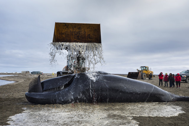 A front loader washes a bowhead whale, harvested legally by whalers during their annual subsistence hunt, in the Inupiat village of Kaktovik, Alaska, USA, 09 September 2017. The hunt is deemed vital for the community, providing thousands of pounds of food as well as a direct link to the Inupiat's cultural identity. As climate change diminishes their natural habitat, polar bears are turning Kaktovik into their very own sanctuary city. (Photo by Jim Lo Scalzo/EPA/EFE)