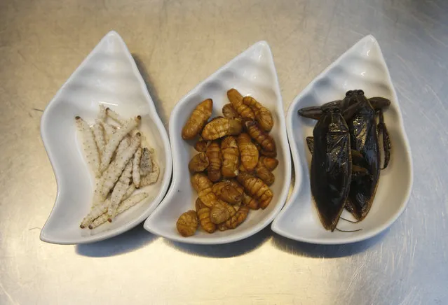 In this Tuesday, September 12, 2017 photo, ingredients use in some of dish from left to right, bamboo worms, silkworm, giant water beetle at Inspects in the Backyard Restaurant, Bangkok, Thailand. Ants and beetles in the kitchen? Normally that’d close down a restaurant, but bugs in the beef ragu and pests in the pesto are the business plan for one Bangkok eatery. Tucking into insects is familiar in Thailand, where street vendors pushing carts of fried crickets and buttery silkworms feed locals and tourists alike. But bugs are now fine-dining at a restaurant aiming to revolutionize views of nature’s least-loved creatures. (Photo by Sakchai Lalit/AP Photo)