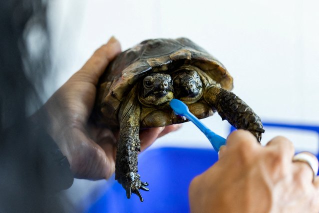 Janus, a two-headed Greek tortoise named after the Roman god with two heads, is washed with a toothbrush one day ahead of his 25th birthday at the Natural History Museum in Geneva, Switzerland on September 2, 2022. (Photo by Pierre Albouy/Reuters)