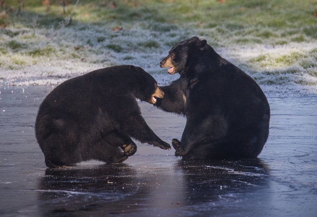 Handout photo dated January 11, 2025 issued by Woburn Safari Park in Woburn, Bedfordshire, UK, of two of its North American black bears playing on the ice of the frozen pond in their enclosure. (Photo by Woburn Safari Park/PA Wire)
