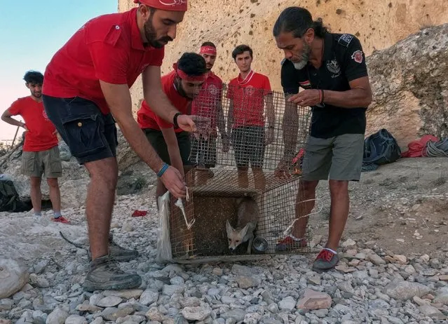 Volunteers release a rescued fox back into the wild in Maaloula, Syria on September 16, 2022. (Photo by Firas Makdesi/Reuters)
