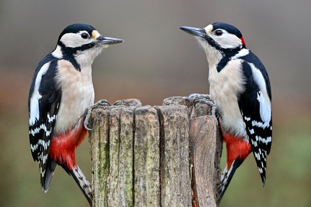 These two male and female great-spotted woodpeckers have gone head-to-head as if they are looking in a mirror. The striking image was captured by amateur photographer Paul Turner, at his home in Offham, Kent, UK in January 2025, who had been waiting all morning to snap the picture. (Photo by PaulTurner/Bournemouth News)