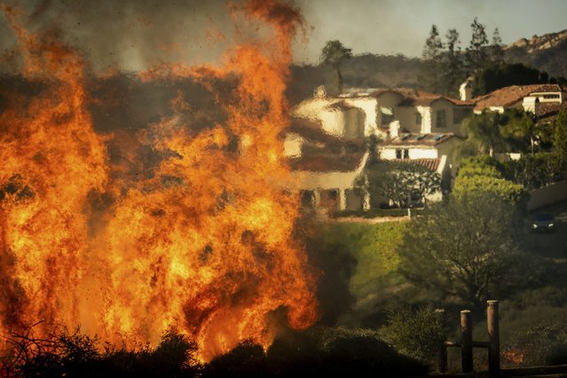 Flames rise as the Palisades Fire advances on homes in the Pacific Palisades neighborhood of Los Angeles, Tuesday, January 7, 2025. (Photo by Ethan Swope/AP Photo)