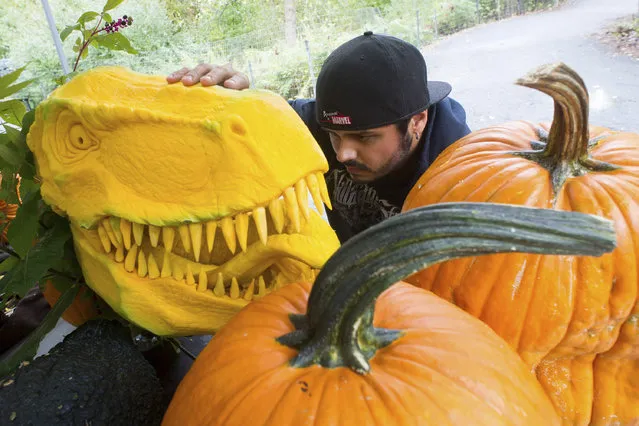 In this image released on Friday, September 26, 2014, Chris Vierra, renowned pumpkin carver from Villafane Studios, creates a lifelike Tyrannosaurus Rex sculpture using pumpkins and squash at Field Station: Dinosaurs, a 20-acre outdoor Jurassic learning expedition and family tourist attraction in Secaucus, N.J. (Photo by Charles Sykes/AP photo/Invision for Field Station: Dinosaurs)