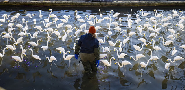 An art installation of nearly 1,000 fake flamingos in Bristol, UK on January 30, 2025 designed to highlight plastic in the oceans has caused confusion – as they are made from plastic. The piece titled “Ramandu’s Table” by Bruce Munro takes inspiration from both the original plastic pink flamingo creator Don Featherstone, and from CS Lewis’s literature. (Photo by Tom Wren/South West News Service)