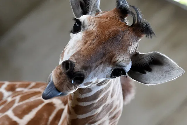 A baby giraffe is shown to the public at the Hefei Wild Zoo in Hefei, capital of east China's Anhui Province on September 16, 2015. A name collection activity for the newly-born giraffe was held at the zoo recently. (Photo by Guo Chen/Xinhua via ZUMA Wire)