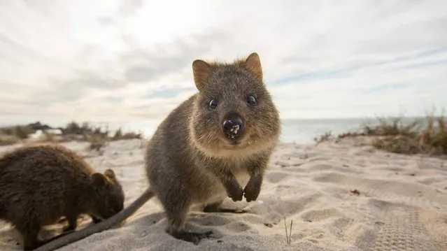 Quokka The Happiest Animal in the World