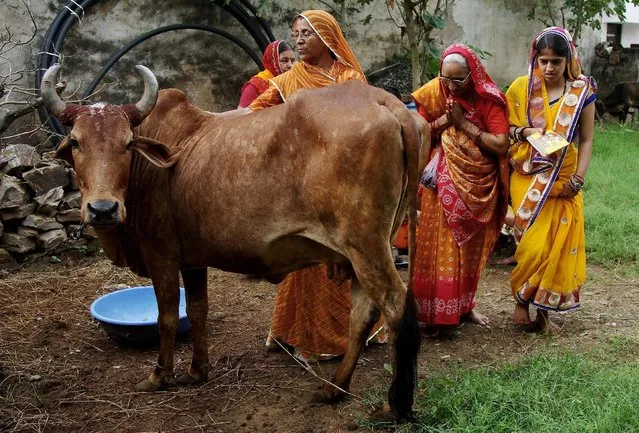 Women worship a cow, an animal held sacred by Hindu beliefs, to seek blessing for their male child during Bach Baras festival in Ajmer, India August 29, 2016. (Photo by Himanshu Sharma/Reuters)