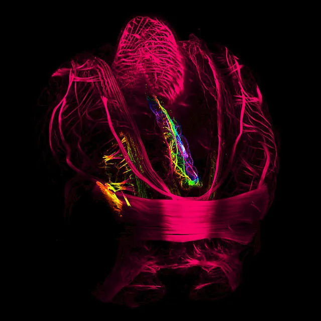 Shipworm Lyrodus pedicellatus, a wood-boring mussel (Mollusca: Bivalvia: Teredinidae). Larval musculature. Confocal laserscanning microscope, 20X. Department of Integrative Zoology, Faculty of Life Sciences, University of Vienna, Austria. (Photo by Andrea Wurzinger-Mayer/Nikon Small World 2014)
