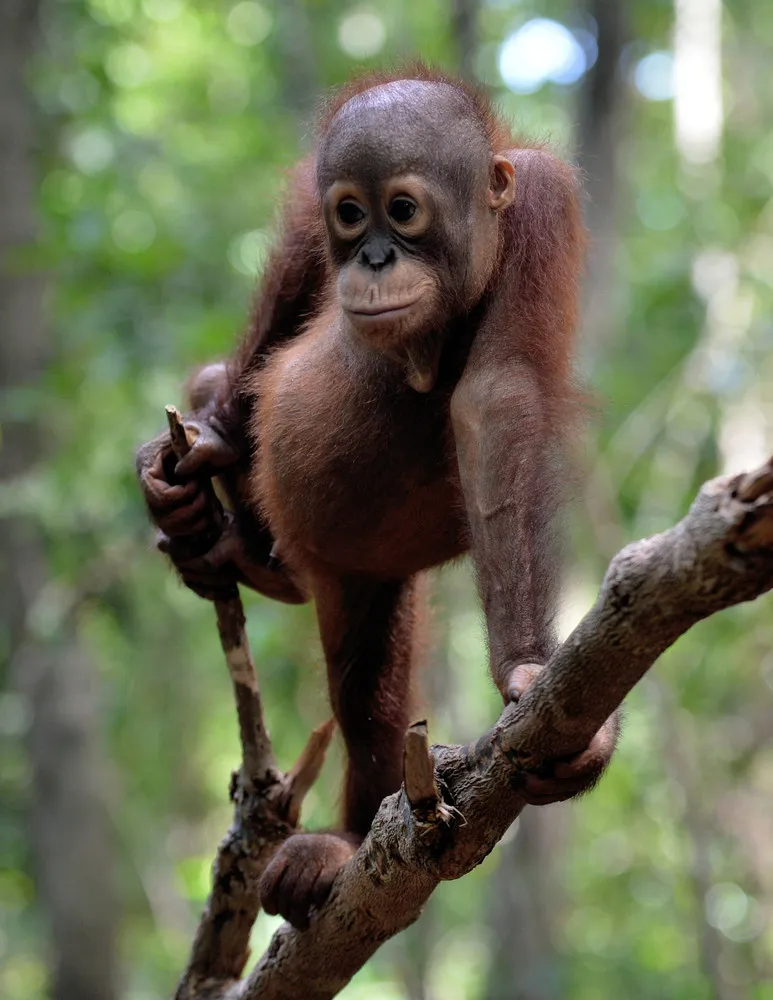 Malaysian Orangutans: Before and Now