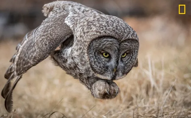People's Choice in Wildlife: A great gray owl swoops to kill in a New Hampshire field, US. This bird was a rare visitor to this area and was worth the 7 1/2 hour drive to see it. (Photo by Harry Collins/National Geographic Nature Photographer of the Year contest 2017)