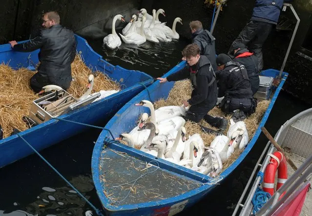 Swans are carried in a boat after they were caught at Hamburg's inner city lake Alster by Olaf Niess and his team to bring them to their winter quarters in Hamburg, Germany on November 22, 2022. (Photo by Fabian Bimmer/Reuters)