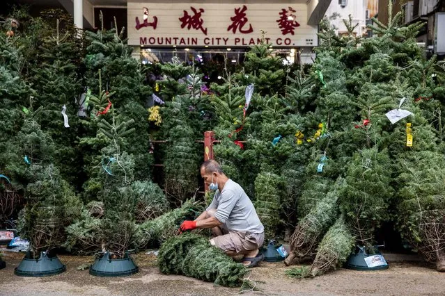A man prepares Christmas trees for sale at the flower markets in Hong Kong on December 2, 2022. (Photo by Isaac Lawrence/AFP Photo)