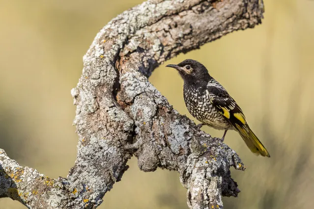 This 2017 photo provided by David Stowe shows a female regent honeyeater in Capertee National Park, New South Wales, Australia. There are only 300 to 400 of the birds left in the wild, says Ross Crates, an ecologist at Australia National University. They are dependent on nectar from certain eucalyptus tree blossoms, but the dry weather has meant that many trees are producing no nectar. (Photo by David Stowe/davidstowe.com.au via AP Photo)