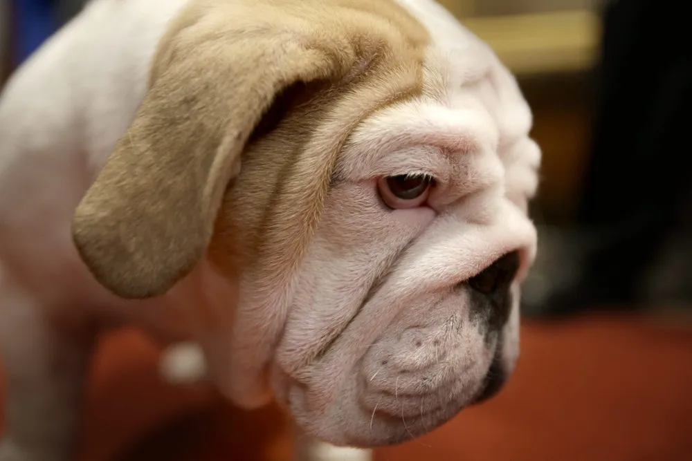 American Kennel Club Announces Most Popular Dogs in The U.S. 2013