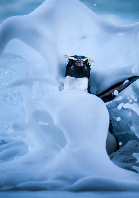 “Crashing home”. Less than 2,500 breeding pairs of the Fiordland penguin exist in the world and are are unique in that they breed and nest north of the subtropical convergence, in the temperate rainforests of New Zealand’s rugged southwest coast and its outlying islands. (Photo and caption by Douglas Gimesy/National Geographic Photo Contest)