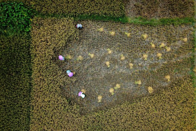 Farmers harvest rice crop in a paddy field on the outskirts of Guwahati, India, Saturday, May 24, 2025. (Photo by Anupam Nath/AP Photo)
