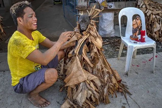 A devotee covers a dog in mud and dried banana leaves to celebrate the Taong Putik (“mud people”) Festival on June 24, 2020 in the village of Bibiclat in Aliaga town, Nueva Ecija province, Philippines. Each year, the residents of Bibiclat village in Aliaga town celebrate the Feast of Saint John by covering themselves in mud, dried banana leaves, vines, and twigs as part of a little-known Catholic festival which traces its history from the Pacific War and reenacts how rain stopped the execution of 14 villagers by Japanese soldiers in 1944. The townsfolk considered this as a miracle from Saint John, and every year since then the villagers roll in mud to show their gratitude to the saint. Due to the coronavirus pandemic, religious gatherings remain banned as part of government lockdown measures, and devotees have been advised to celebrate in their homes. With more than 30,000 cases and more than a thousand deaths, the Philippines is one of the worst coronavirus-hit countries in Southeast Asia, despite imposing the longest lockdown in the world surpassing 100 days. (Photo by Ezra Acayan/Getty Images)