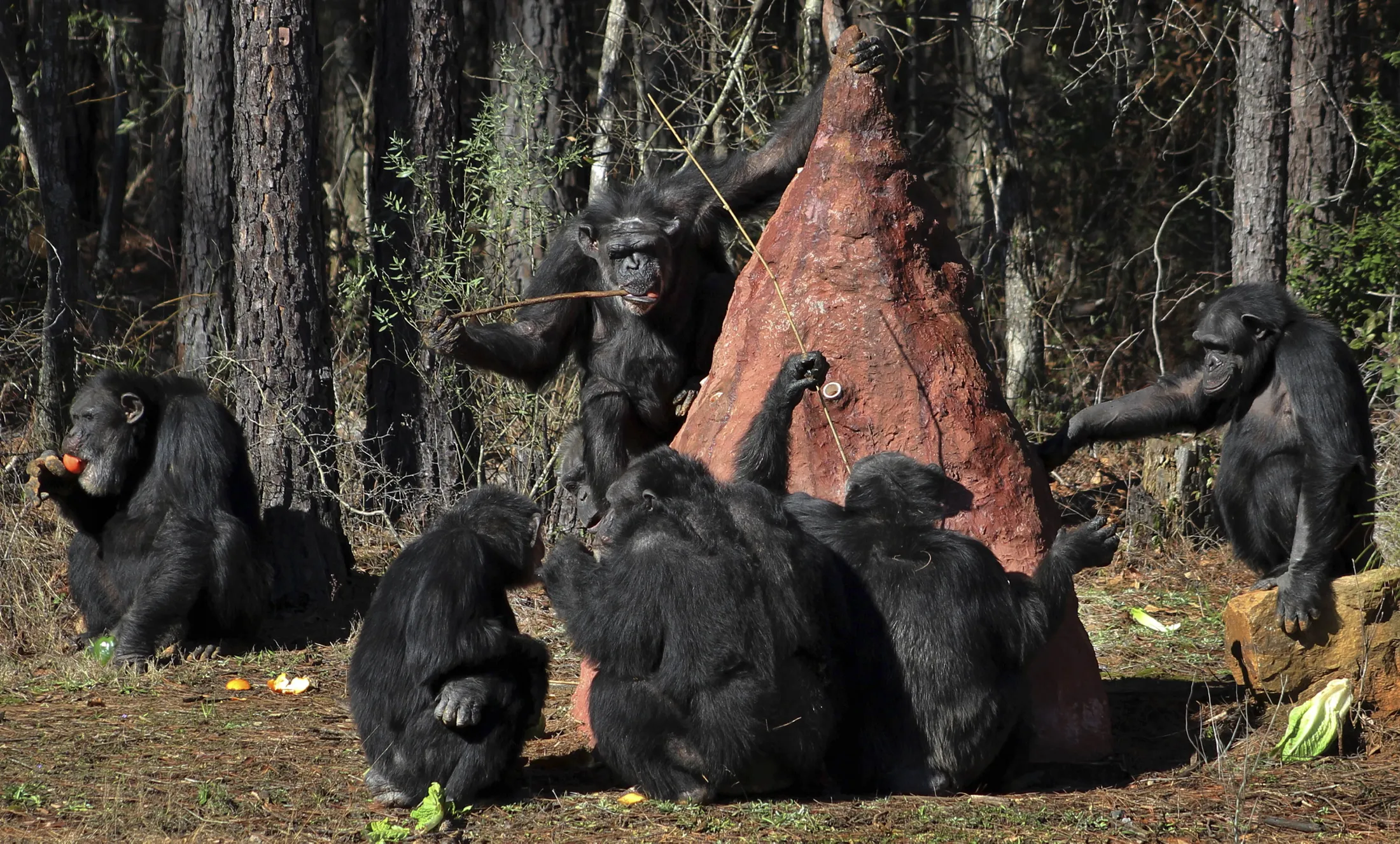 Шимпанзе обитают