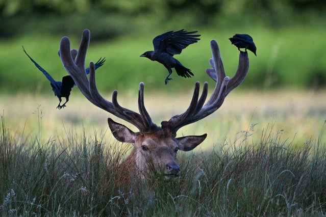 Birds are seen perching on the antlers of a deer in Bushy Park, London, United Kingdom, on June 13, 2025. The rare and peaceful interaction between species highlights the harmony of wildlife in the early morning light. (Photo by Rasid Necati Aslim/Anadolu via Getty Images)