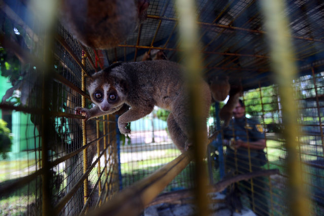 A caged Javan slow loris, saved from illegal smugglers in North Sumatra, Indonesia on September 21, 2016. Despite an IUCN declaration late last year that the critically endangered primates are one step away from extinction, many are still being illegally traded in markets across the archipelago. (Photo by Albert Damanik/Barcroft Images)
