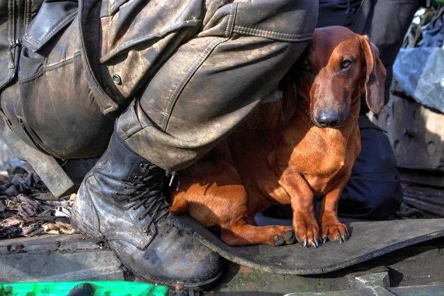 A dog named Chip sits next to a Ukrainian serviceman who repairs a tank near the frontline town of Bakhmut, amid Russia's attack on Ukraine, in Donetsk region, Ukraine on January 20, 2023. (Photo by Oleksandr Ratushniak/Reuters)