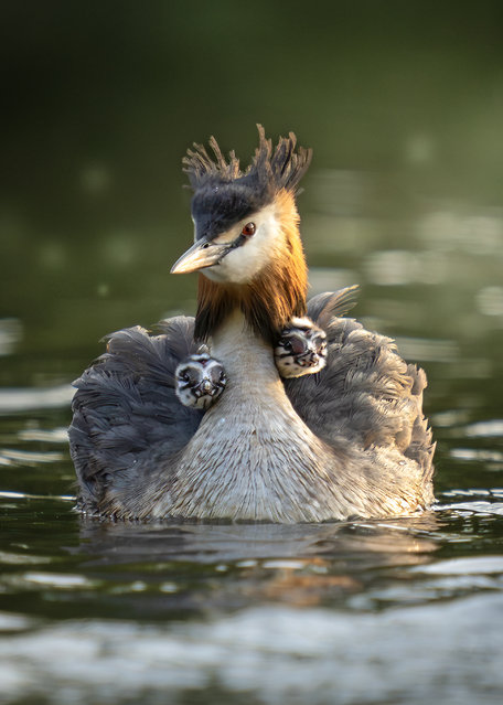Two tiny great crested grebes stay safe and dry while riding on the back of their mother on a pond in Berkshire, UK in the second decade of July 2025. (Photo by Paul Browning/Solent News & Photo Agency)