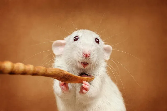These little critters may not be loved by everyone but the tiny rats in these photographs prove they can be loveable.Photographer Anna Tyurin, 24, has spent the last two years taking pictures of the rodents and claims it is easy to work with them. Animal lover Anna claims she was inspired to create a humorous photo album by her own two female rats Chesha and Nyusha. (Photo by Anna Tyurin/Caters News)