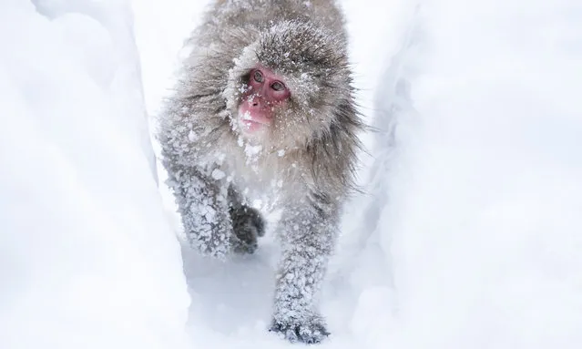 A macaque monkey walks on a snow field at the Jigokudani Yaen-koen wild macaque monkey park on January 28, 2023 in Yamanouchi, Nagano, Japan. The area, known as the Snow Monkey Park, is one of the top tourist destinations for foreign visitors to the country and is quickly regaining its popularity as Japan has opened its borders at the end of 2022 year after the Covid-19 pandemic. (Photo by Tomohiro Ohsumi/Getty Images)
