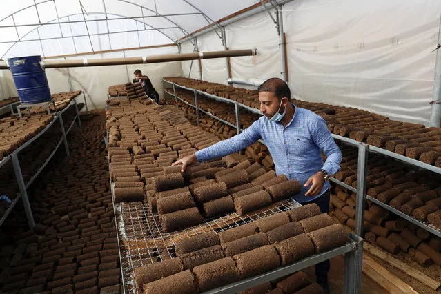 Engineer Tamer Abu Mutkikv sorts out pomace olive oil waste at his local workshop at Abasan, east of Khan Younis, southern Gaza Strip, Thursday, October 15, 2020. Palestinian engineers and workers recycle olive oil waste to turn into fuel at a pressing facility in Gaza Strip. (Photo by Adel Hana/AP Photo)