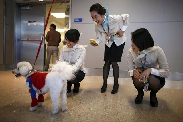 Korean Air flight attendants photograph a therapy dog dressed in a Superman Halloween costume, as part of a program to de-stress passengers at the international boarding gate area of LAX airport in Los Angeles, California, United States, October 27, 2015. (Photo by Lucy Nicholson/Reuters)