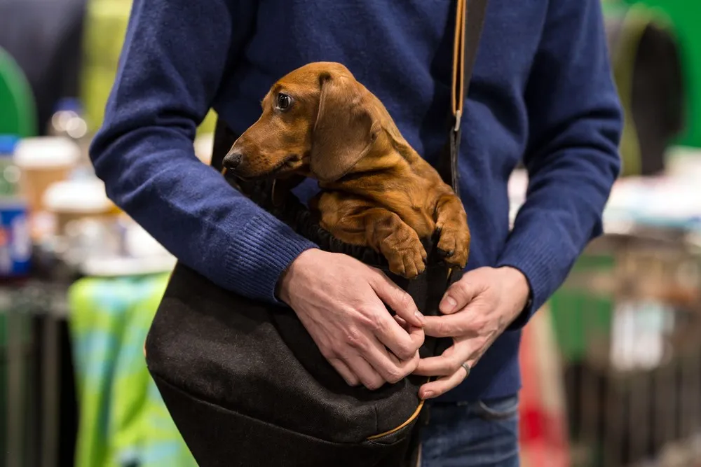 2018 Crufts Dog Show in England