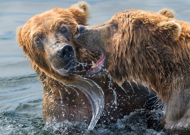 Two young grizzly bears play fight at Brooks Falls, Alaska in the last decade of August 2025 — but when they reach maturity they will viciously attack each other for space, food and mates. (Photo by Rich Brooks/Solent News & Photo Agency)