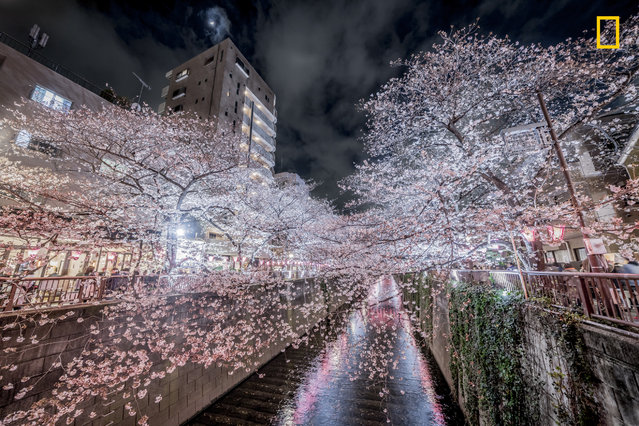 “Nakameguro cherry blossoms – Illuminated cherry blossoms at night were fantastic and beautiful”. (Photo by Hiroki Inoue/National Geographic Travel Photographer of the Year Contest