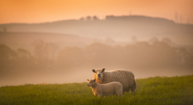 As the sun lights up the morning sky, mist clings to the land as sheep graze on tree lined farmland near Blainslie in the Scottish Borders on May 13, 2025. (Photo by Pic Phil Wilkinson)