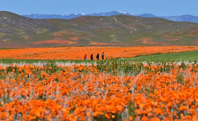 People visit the Antelope Valley California Poppy Reserve in Lancaster, California, to view the flowers blooming on April 6, 2023. Californias biologically diverse landscapes are home to more than 7,000 species of native plants, and the California Poppy, also known as golden poppy, a flowering plant native to the United States and Mexico became the official state flower in 1903. (Photo by Frederic J. Brown/AFP Photo)