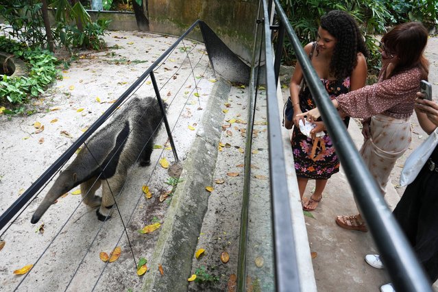 An anteater walks near visitors to the Emilio Goeldi Museum during the COP30 U.N. Climate Summit, Thursday, November 13, 2025, in Belem, Brazil. (Photo by Andre Penner/AP Photo)
